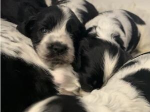 At 3.5 weeks