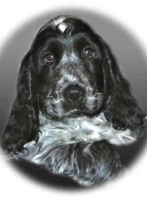 Dolly aged 4 months