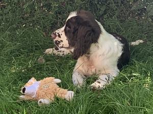 15w puppy dog fully vaccinated, wormed and clean