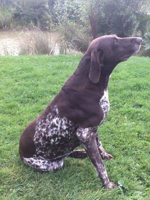 Withamfriary tullsa (dam)