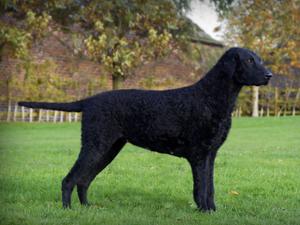 Sh Ch Kelsmere Kamana for Foxriever Sh CM