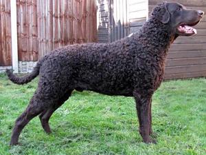 Springcurl Spin Doctor for Foxriever