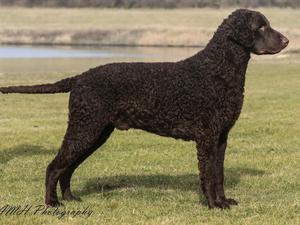 Multi CH Caballus John Brown