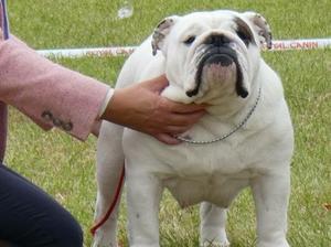 Irish Champion Milasha Miss Sutton
