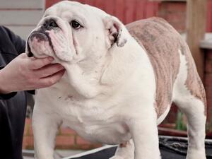 Decobullies Chase the Ace