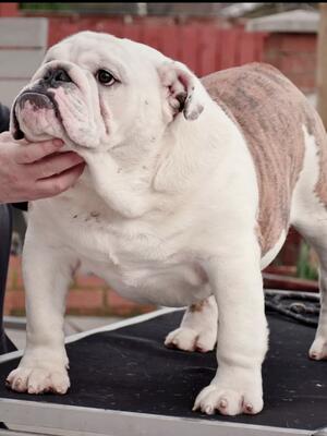 Decobullies Chase the Ace