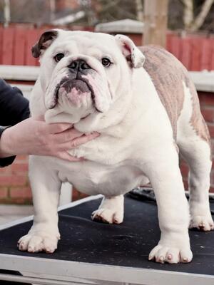 Decobullies Chase the Ace