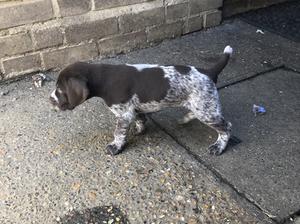 liver & white boy @ 4 weeks old