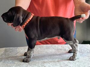 Dog pup of Bodie x Salma litter 2023