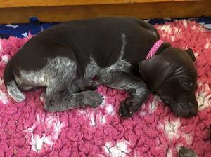 Pink - bitch puppy available