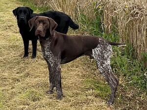 Dog pup of Bodie x Salma litter 2022