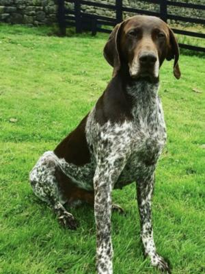 Milebushfarm Boris-Sire
