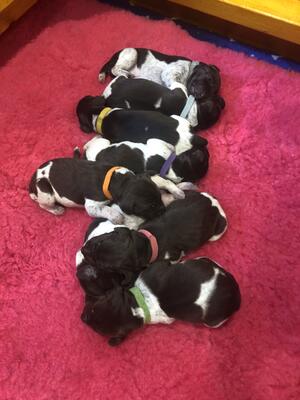 Rivernharg Cutsie Coot puppies