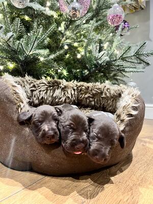 The three sisters Christmas 2023
