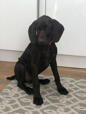 Rivernharg Rey 12 weeks old