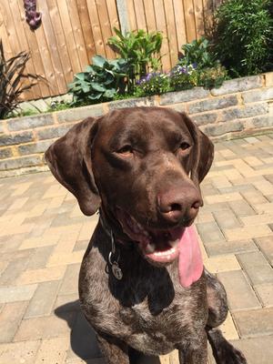 Mavericks Mya enjoying the sun in garden