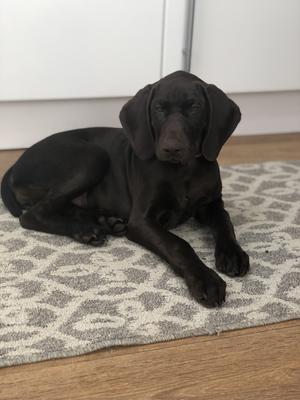 Rivernharg Rey at 12 weeks