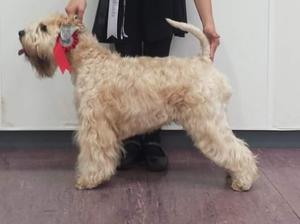 Pooka wins Best of Breed at Paisley show