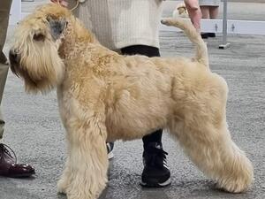 Effin, EblanaHalls Kiss Curl JW, Best Puppy