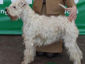 CÃ¹Sidhe wins Reserve yearling at Crufts 2016