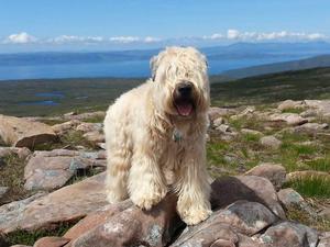Pooka in the Highlands