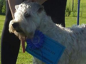 CuSidhe winning 2nd place.