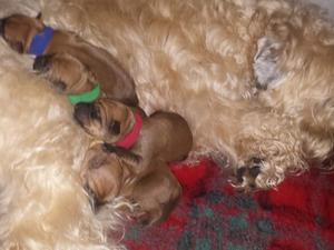 A new litter
