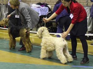 terrier group 2