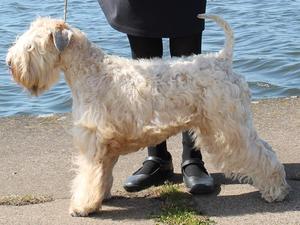 Winning Terrier Group 2