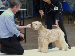 winning Best of Breed