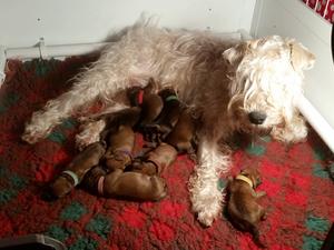 A rainbow of pups