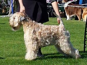 Pooka wins Best of Breed at Perthshire
