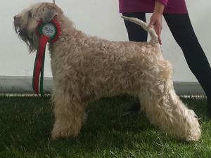 Pooka winning Reserve Best Bitch at Leeds 2016