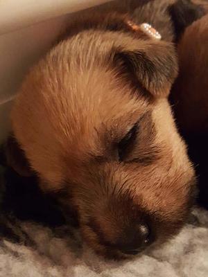 Puppy from CÃƒÂºSidhe's last litter
