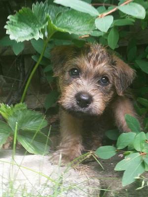 From the first Hoban x CuSidhe litter