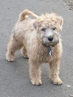 Shoogle aka EblanaHalls Aye Right at 11 weeks old