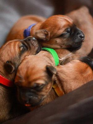 Pups 5 days