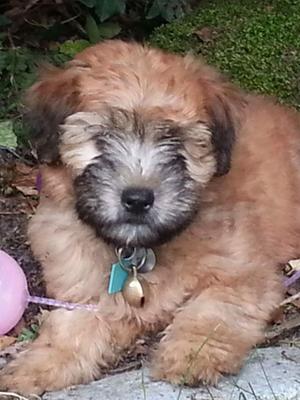 Pooka as a puppy.