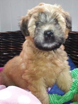 Pooka as a pup
