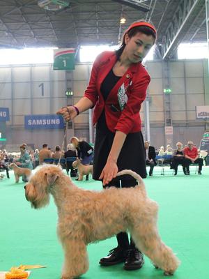 Pooka places 3rd in Postgraduate at Crufts 2016