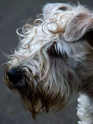 CuSIDHE on the World Wide Wheaten Walk