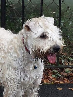 CuSidhe enjoying the park