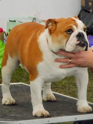 Belfast Ch Show 1st Puppy Bitch & Res CC