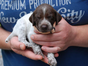 champdogs gsp puppies