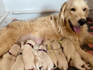 Penny, Puppies at 1 week