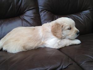 Boy pup from 1st litter