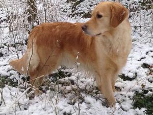 Holly
