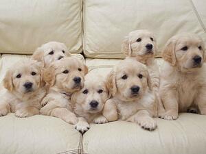 Our last litter