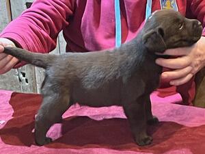Puppy