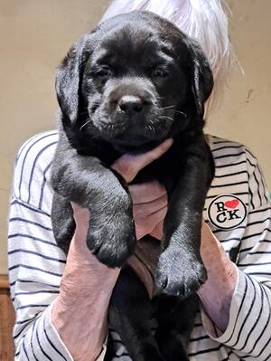 Puppy